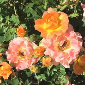 ORANGE HONEY (miniature)